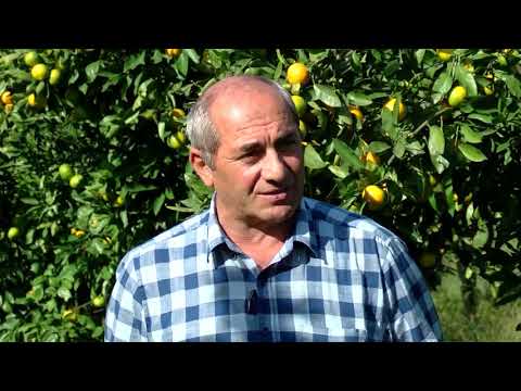 აზიური ფაროსანას წინააღმდეგ ჩატარებულ ღონისძიებებს სპაციალისტები აფასებენ 09.11.2018