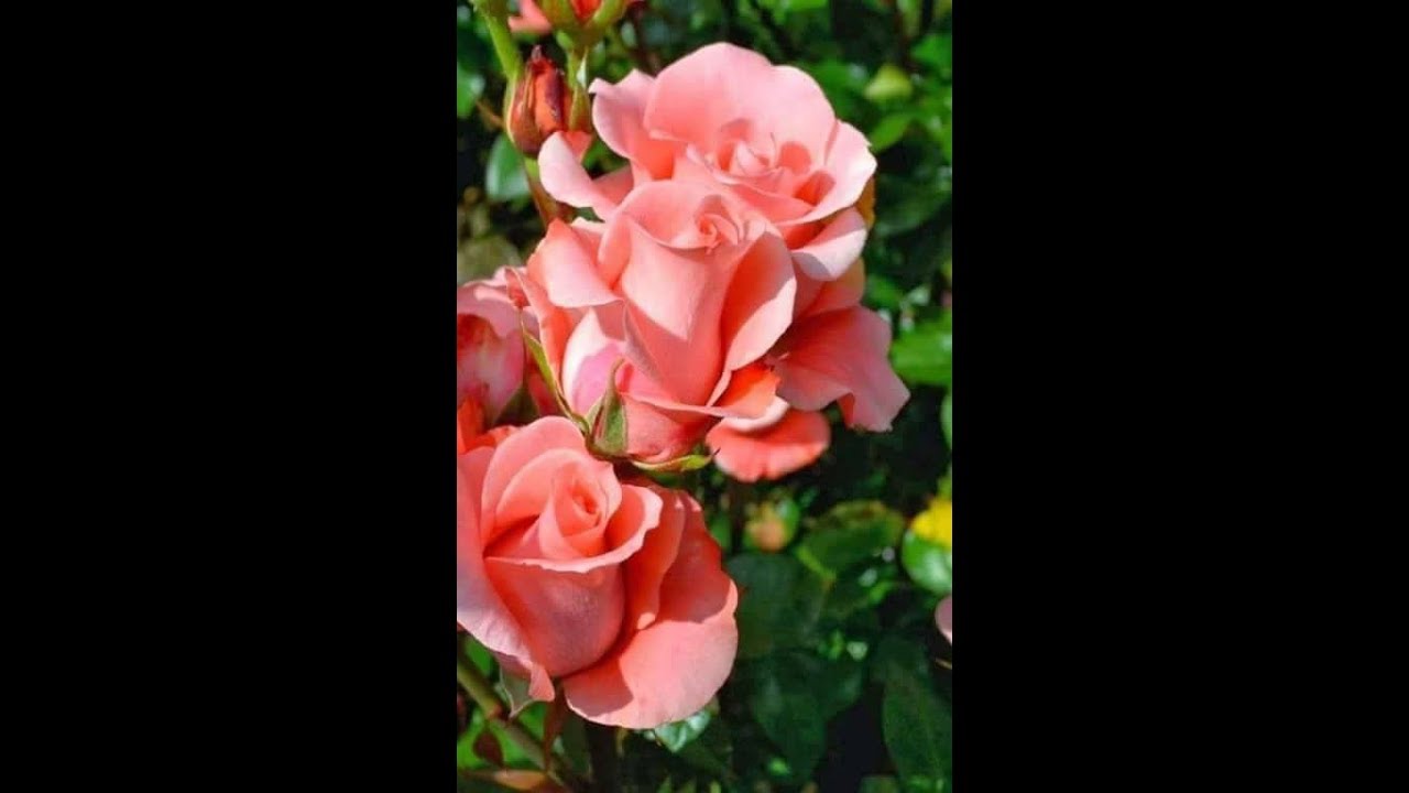 Fon Su Benim Divane Gonlum Youtube