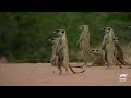 Will Little Meerkat Mozart Survive the Stormy Season?! | Meerkat Manor | Animal Planet
