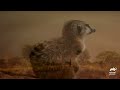 Will Little Meerkat Mozart Survive the Stormy Season?! | Meerkat Manor | Animal Planet