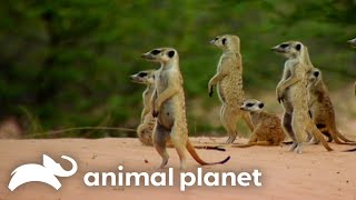 Will Little Meerkat Mozart Survive the Stormy Season?! | Meerkat Manor | Animal Planet