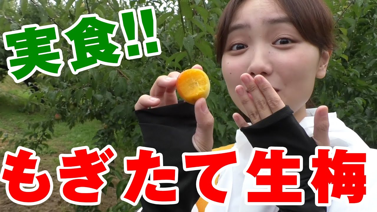もぎたての生梅、直食してみた！ - YouTube