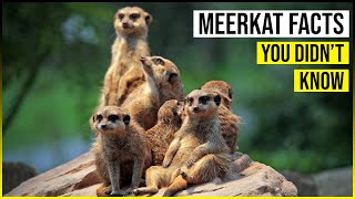 Meerkat Facts You Didn't Know | 5 Fascinating Facts About Meerkats | HukPuk