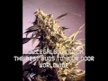 Old Times Sake - Collie Buddz - On The Rocks - 2009