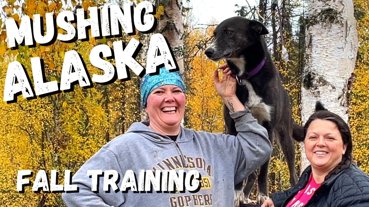 Dog Mushing in Alaska Interesting facts you want to know about Alaskan Huskies and dog