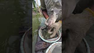 এ পরিশ্রম কখনো বৃথা যাবার নয়  😊 Big tilapia fish #bdfish #fblifestyle #trend #shorts