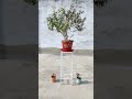 माँ तुलसी #tulsi