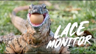 Lace Monitor