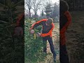 Regulierung des Astwerkes an der Nordmanntanne.Shaping Nordmann Firs:How to Use the Branch Regulator