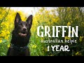 🔥GRIFFIN - Australian Kelpie - 1 YEAR🔥 の動画、YouTube動画。