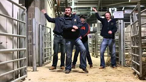 Bull Sale Style