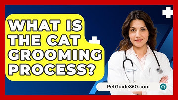 What Is The Cat Grooming Process? - PetGuide360.com