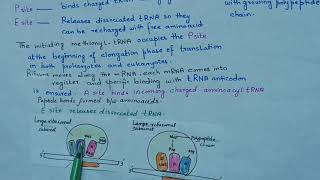 Protein synthesis (translation) in prokaryotes