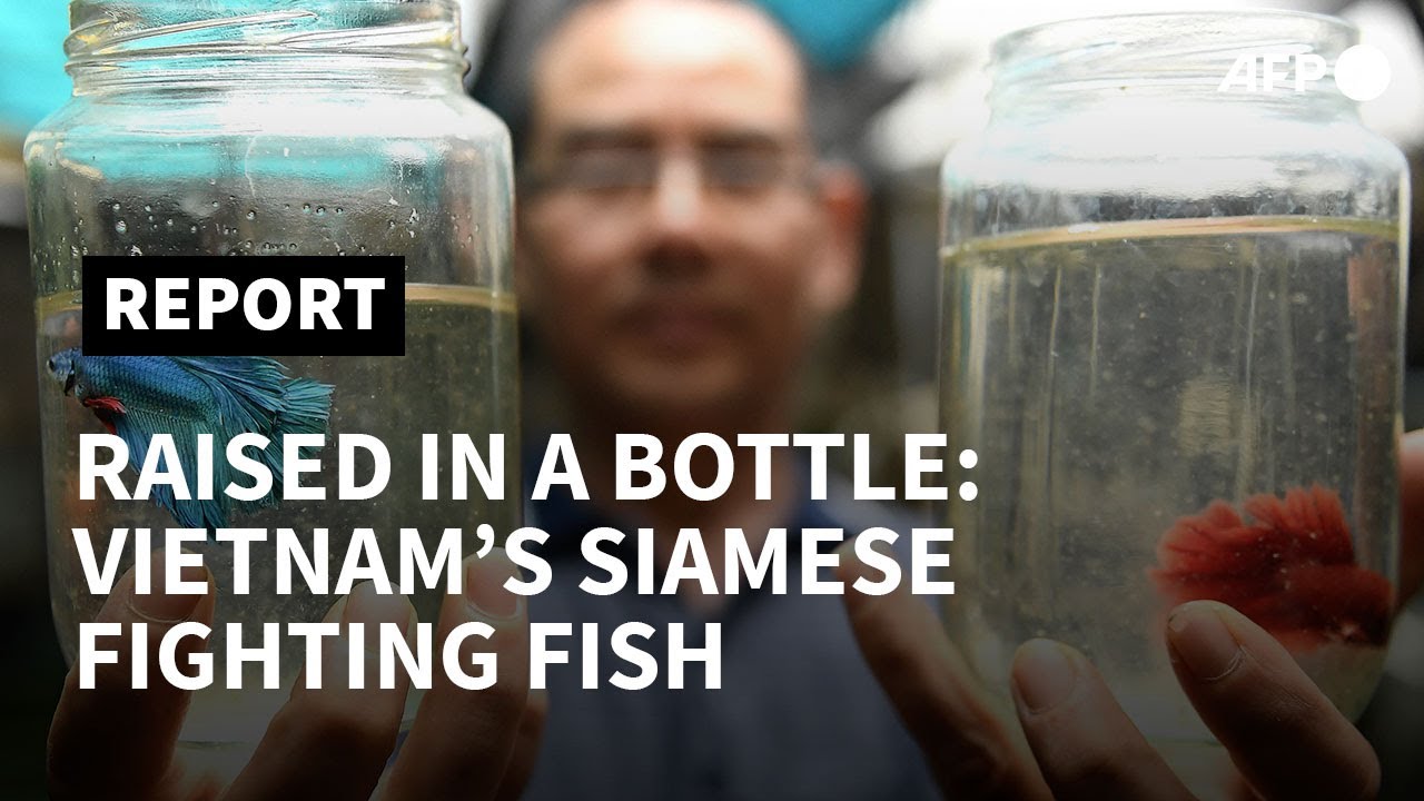 Fighting fish raised alone in recycled bottles in Vietnam | AFP 