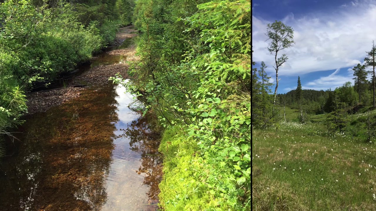 Beautiful northen Norway - Namdalseid