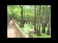 Mississippi&#39;s Sky Lake 1,000 Year Old Cypress tree! (Jerry Skinner Documentary)