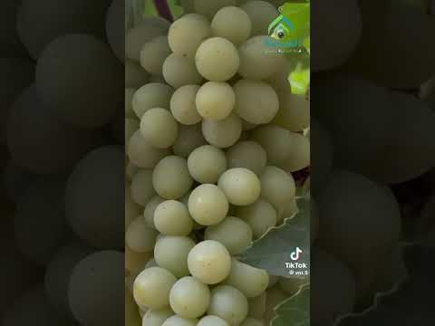 اكبر مزرعة عنب بالمدينة وادي الفرع