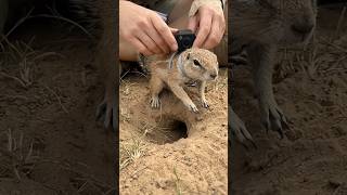 chipmunk POV Inside a Secret Underground World 🐿️🕳️ | Real Micro Camera Footage #shorts