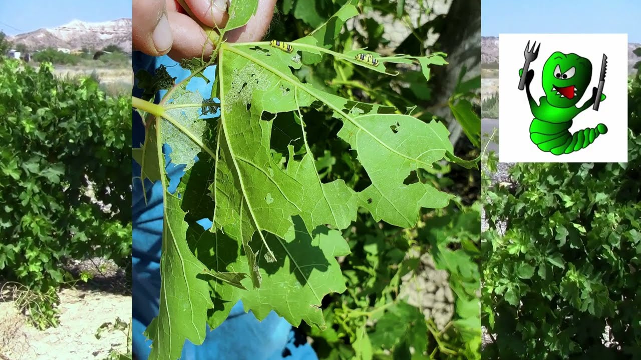 GRAPE VINES |  Grape Leaf Skeletonizer : What They Are and How to Rid of Them
