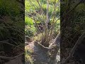 Déssouchage mûrier