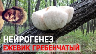 ⚠️Ежовик Гребенчатый - отзыв после применения, нейрогенез существует?⚠️