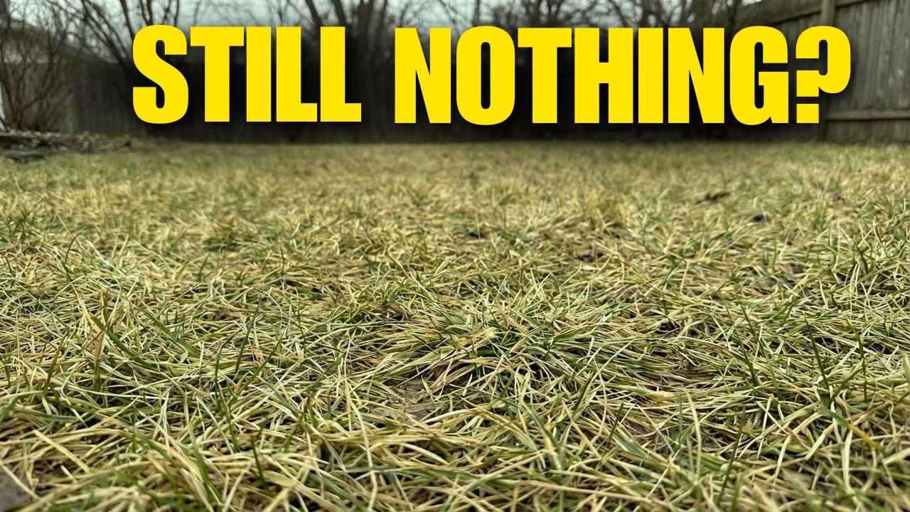 Thin Bermuda lawn in early spring showing patchy growth in Oklahoma