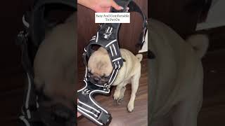 Best harness for dogs #myhaulstore #myhaulstorereview #shorts