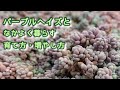 #4【YESパーポーヘィ!】パープルヘイズの育て方・増やし方。紫つぶつぶの人気者!もりもりモコモコ‼【多肉植物】