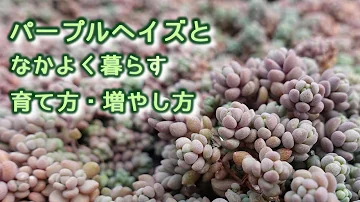 セダム パープルヘイズの育て方 増やし方 紫つぶつぶの人気者 もりもりモコモコ 多肉植物 Mp3
