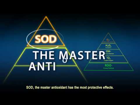 Superoxide Dismutase SOD A powerful primary antioxidant