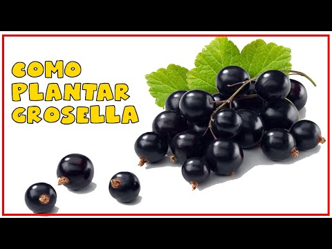 Video: Plantar Y Cultivar Grosella Negra