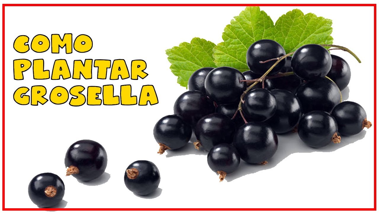 Como plantar grosello negro ||Grosellero ||  zarzaparrilla ||  