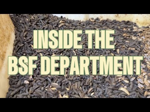 Inside Arizona Worm Farm’s Black Soldier Fly Department | Full Tour 🪰