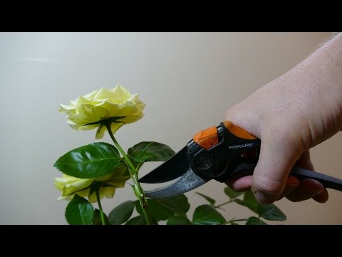 Video: Išmuštų rožių genėjimas: kaip apkarpyti išmuštas rožes