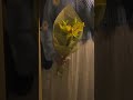 شفتي غزالة ع مرك عايشة بوسط الوحل