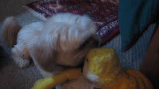 Jayme Goes Nuts And Attacks Loyal Mr. Bungee Jumpee