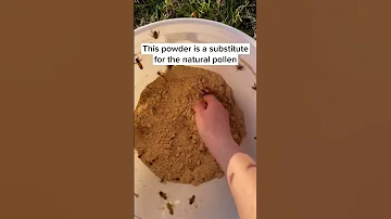 Feeding the Bees