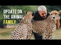 Dean Schneider - Hakuna Mipaka VLOG 7 Update on the Animal Family