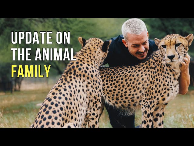 Dean Schneider - Hakuna Mipaka VLOG 7 Update on the Animal Family class=