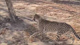 How HESC contributes to the survival of the cheetah species