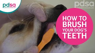 How To Brush Your Dog’s Teeth