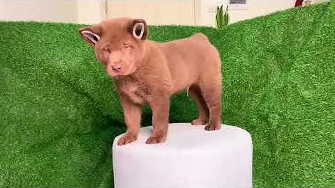 Chó Hmong Cộc - Dòng chó bản địa Quốc Khuyển Việt Nam