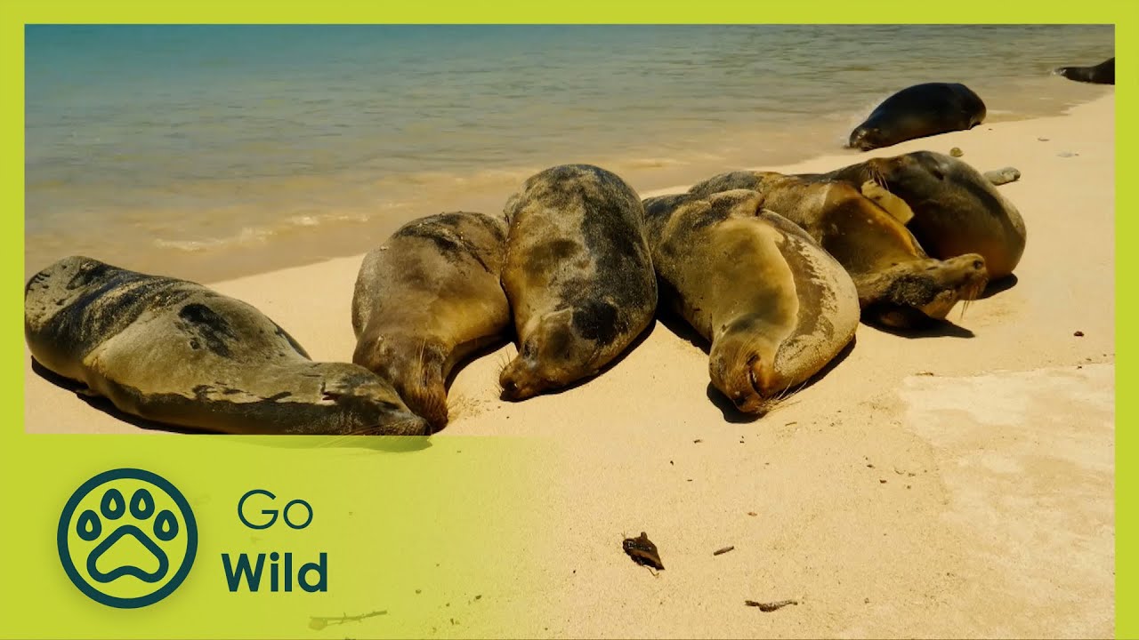 Sea of Chaos | Galapagos: The Edge of the World 2/3 | Go Wild