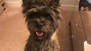 The Slow-Mo Series - Sprout the (Cairn Terrier) Snapping Turtle by Sprout The Cairn Terrier 2,338 views 2 years ago 1 minute, 41 seconds