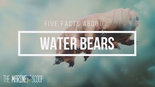 Five Facts About Water Bears