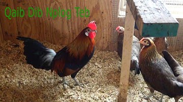 Qaib Dib Nplog Teb/Southeast Asia Red Jungle Fowl