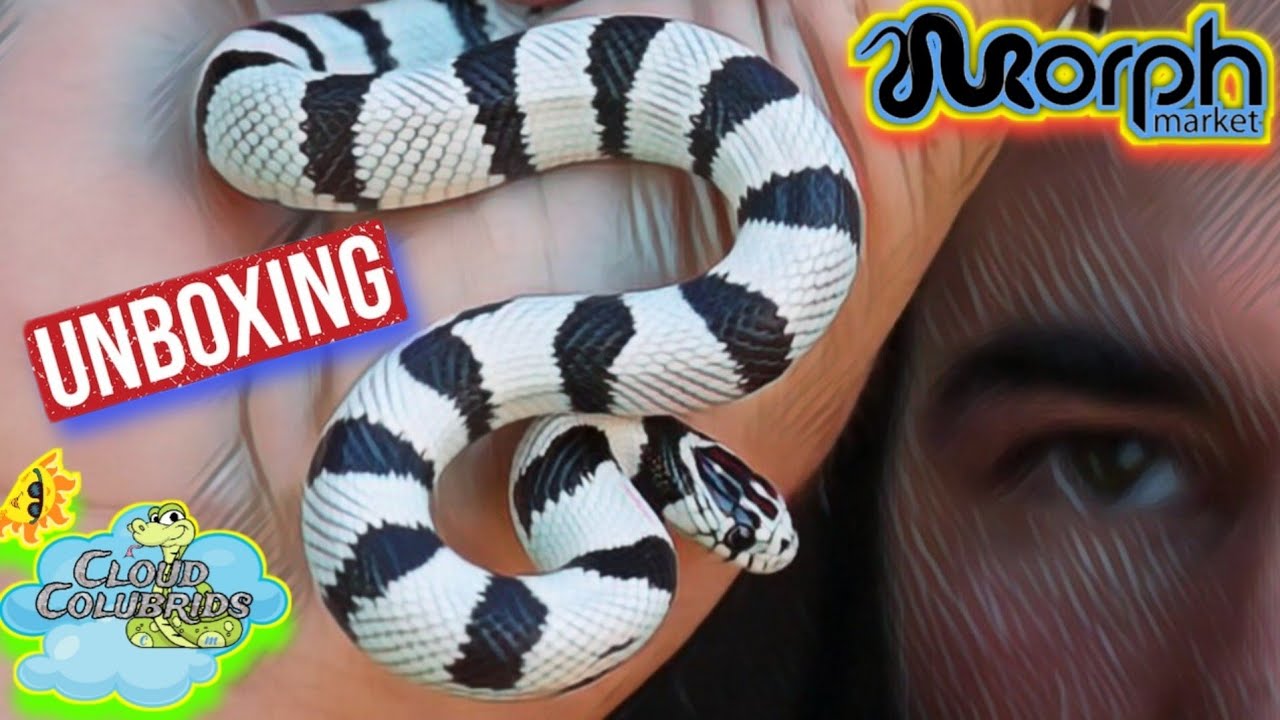 Morphmarket Snake Unboxing 2021:Best place to buy snakes - YouTube