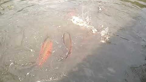 Nhưỡng pha đớp mồi của cá nước ngọt ở rừng Amazon