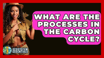 What Are The Processes In The Carbon Cycle? - Ecosystem Essentials