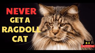 14 Reason Why You SHOULD NOT Own A Ragdoll Cat